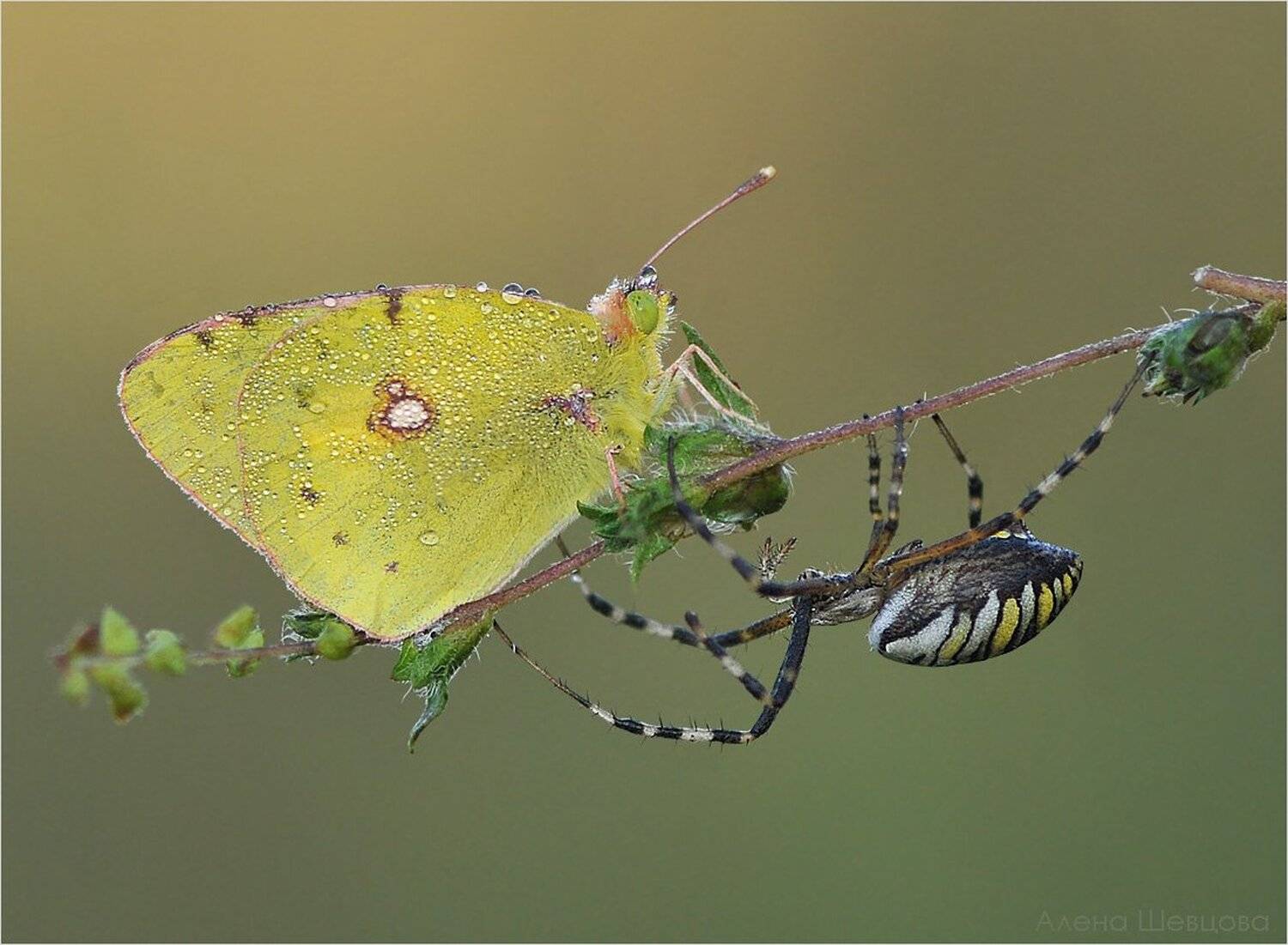 , Алена Шевцова