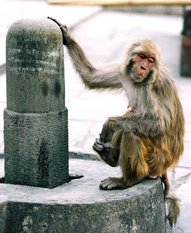 непал, путешествия, жанр, животные В мечтах о большом и светлом...photo preview