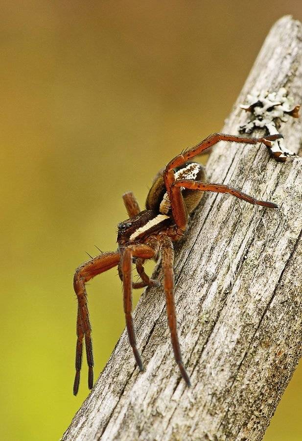 мохнатый. Автор: Юлия паук, Юлия