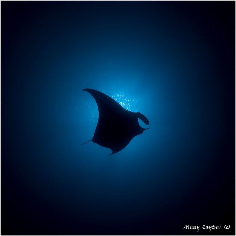 Манта в прицелеphoto preview