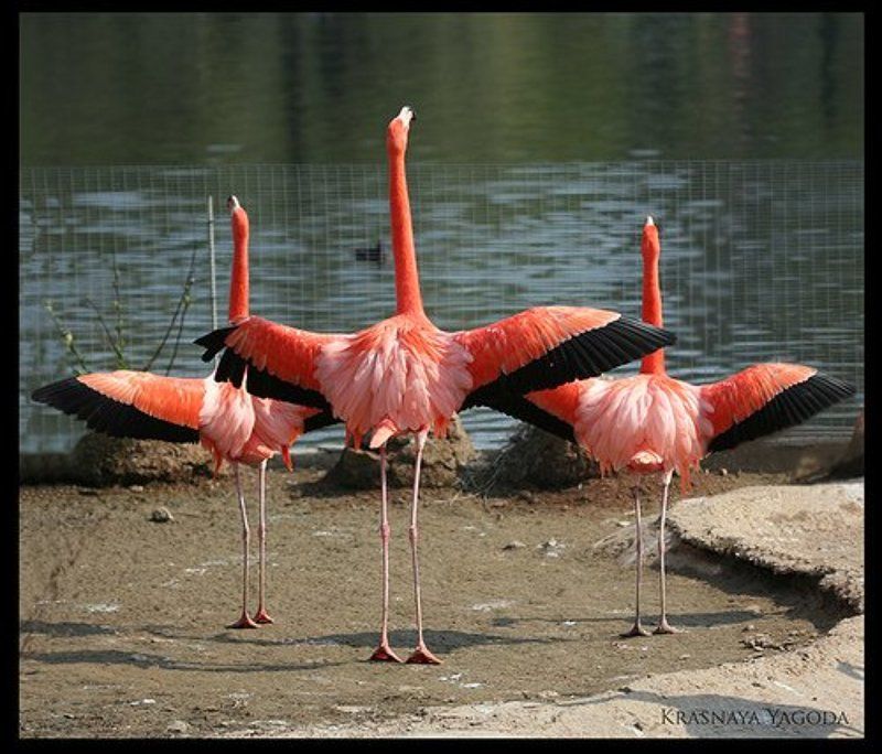 фламинго, птица,зарядка Утренняя зарядка.photo preview