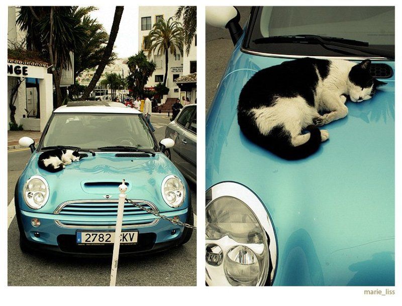 кот, мини,  авто mini-catphoto preview