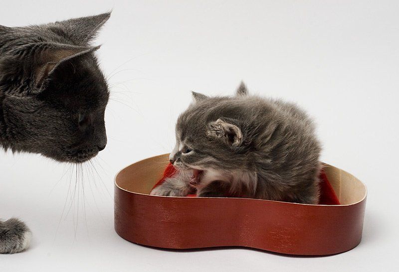 Маленький и пушистый.photo preview