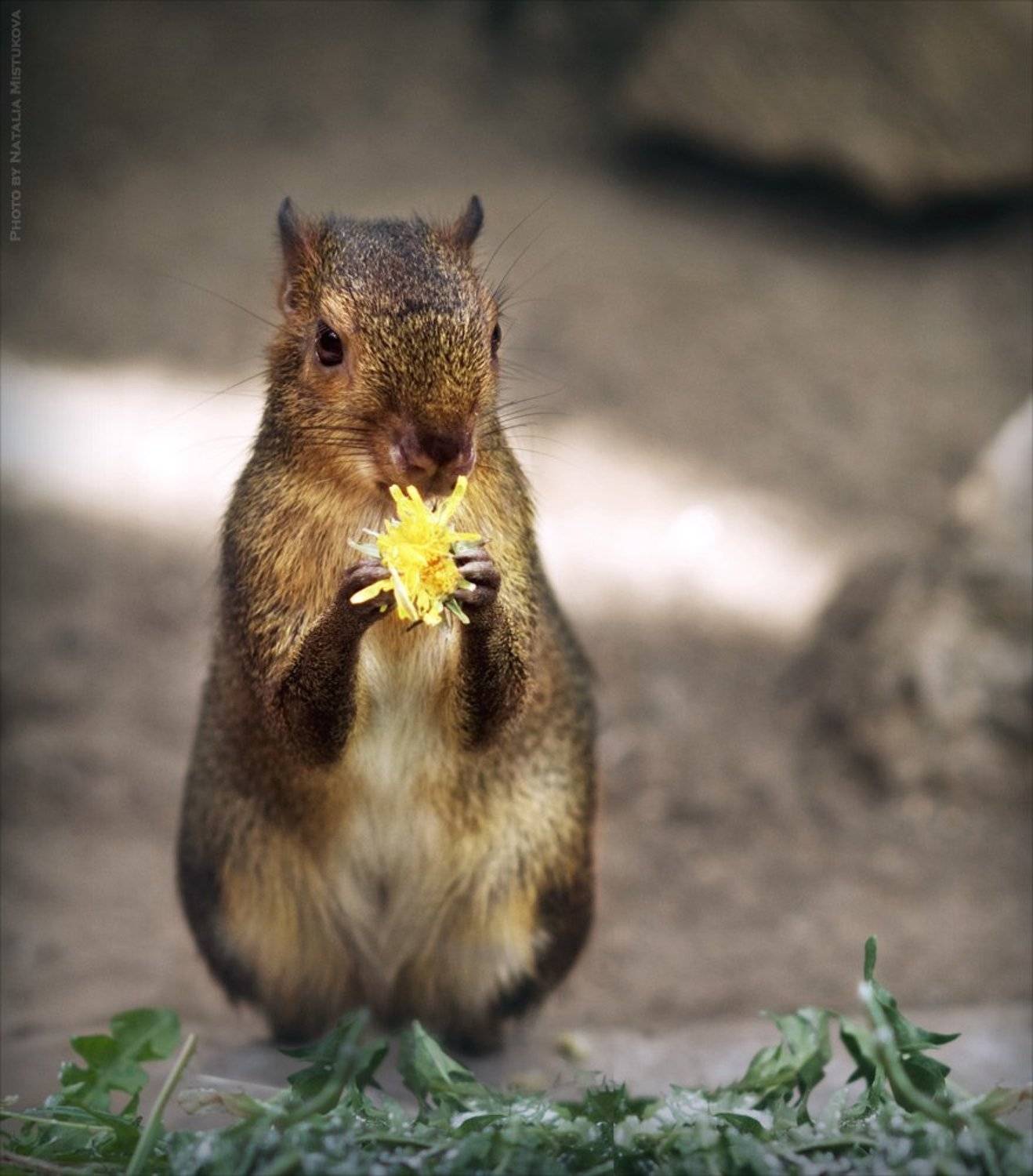 портрет настоящего романтика. Автор: Mistukova Natalia (Tataxa) , Mistukova Natalia (Tataxa)
