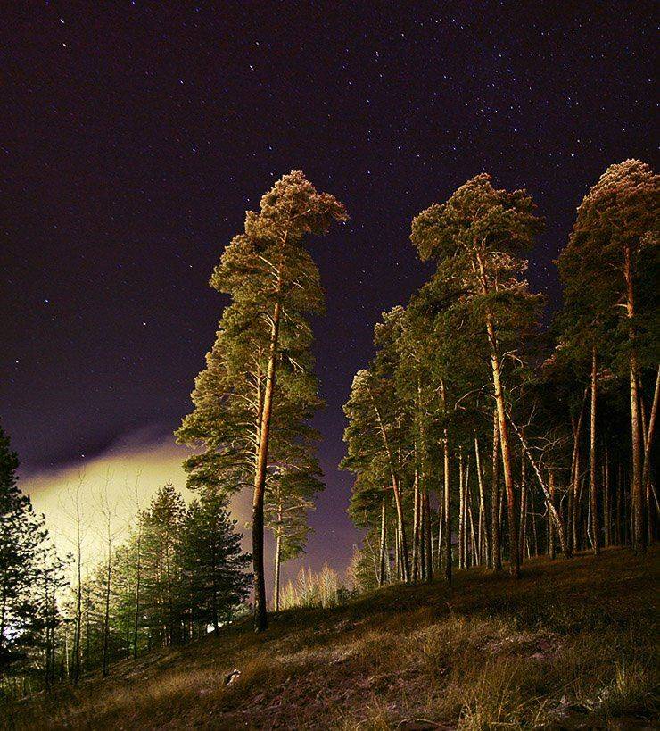 * * *. Автор: VTORNIK Эдуард Николаев ночь,звезды,сосны, VTORNIK Эдуард Николаев