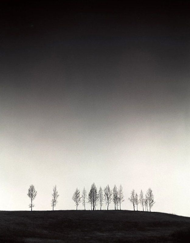 19 деревьевphoto preview