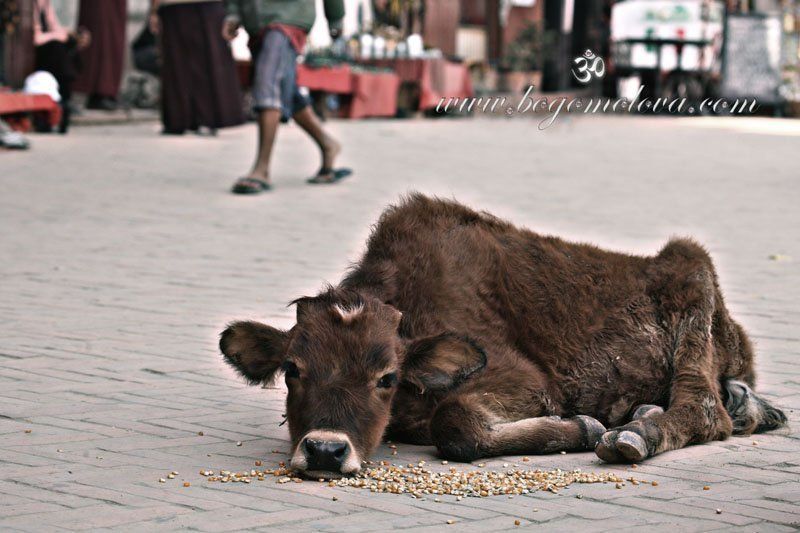 телёнок В следующей жизни хочу быть собачкой .....photo preview
