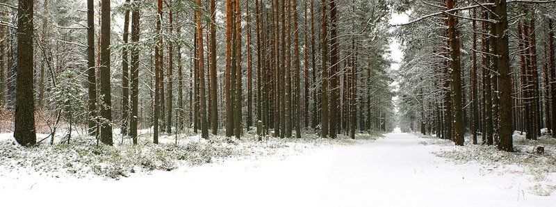 лес, снег, дорога и уходит дорогаphoto preview