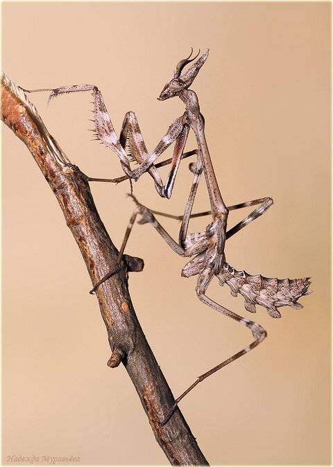 mantoptera, empusidae, empusa fasciata, эмпуза полосатая, богомол, Надежда Муравьёва