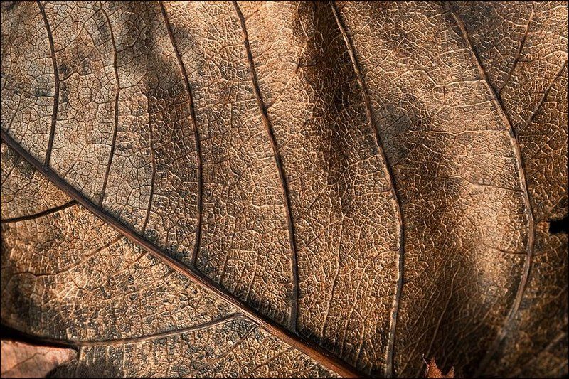 металликаphoto preview