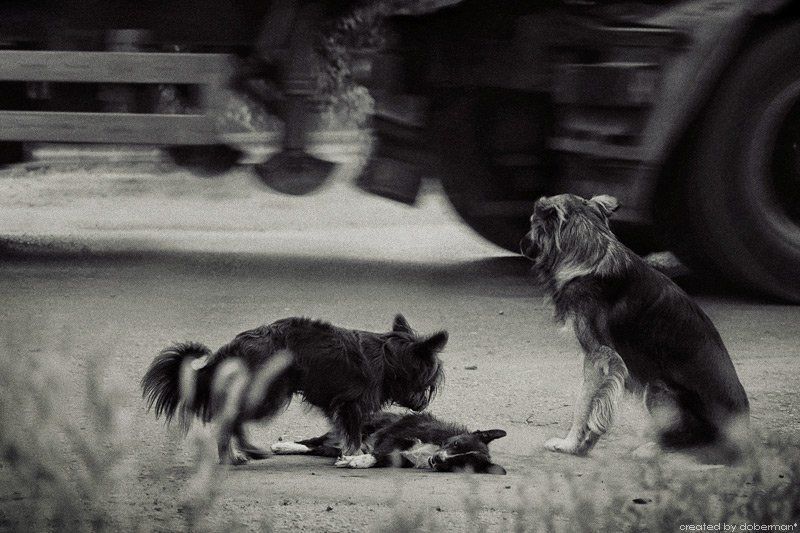 Шустрик, вставай!!!photo preview