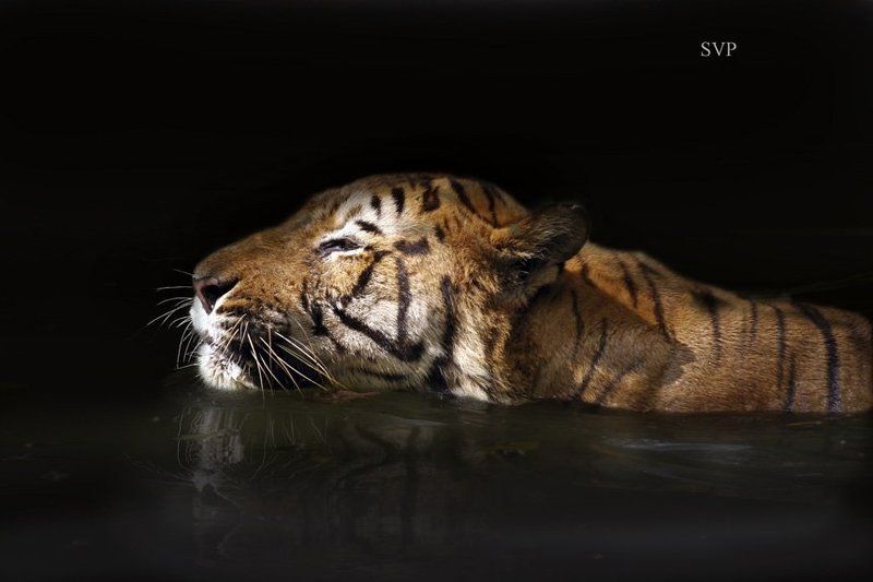 №6 (полосатый рейс)photo preview