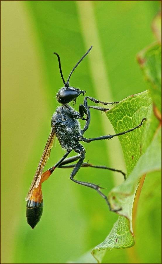 Аммофила. Автор: Юлия аммофила, Юлия