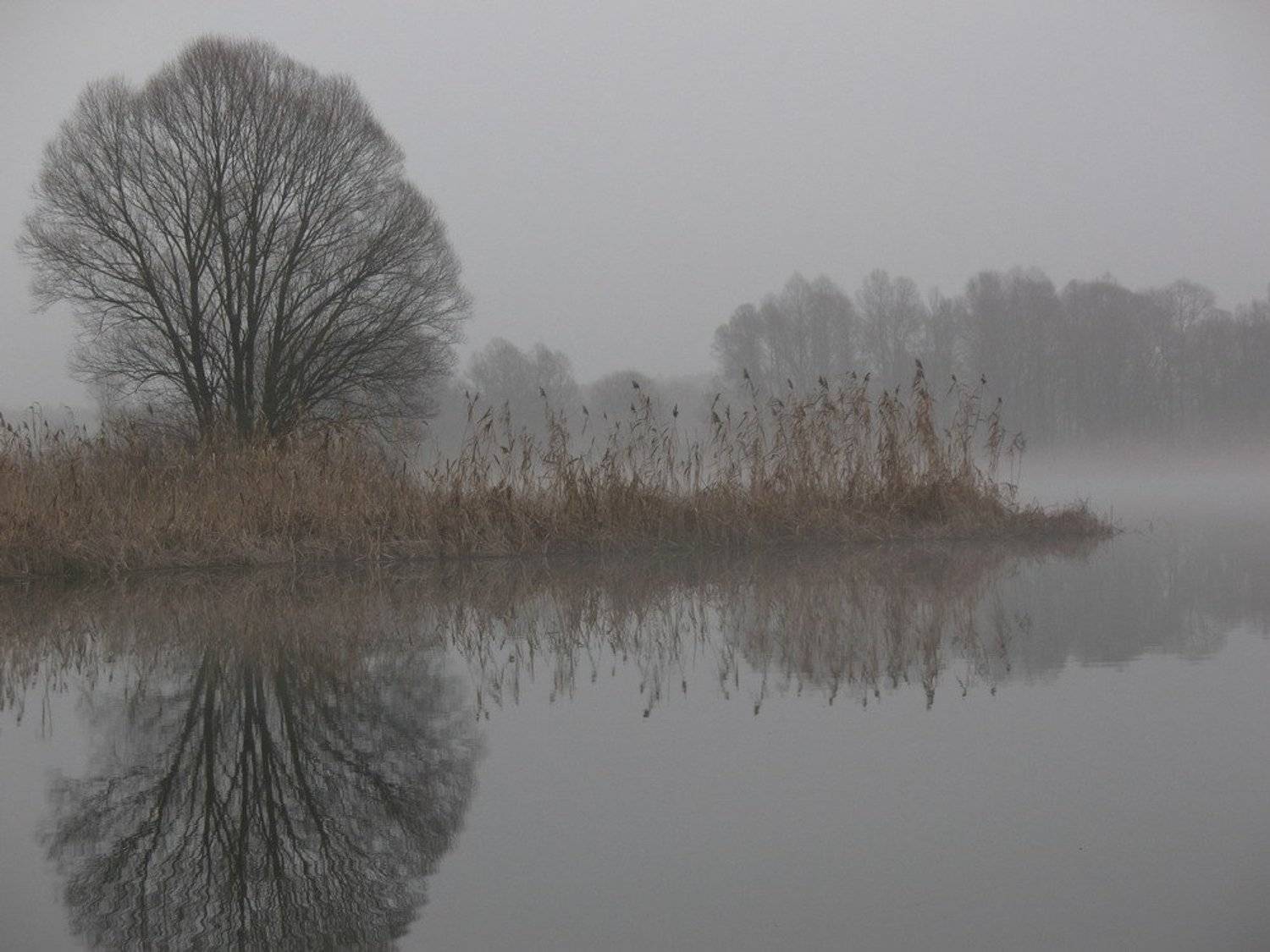 Misty reflection…. Автор: SALOMON всех, с, наступающим, новым, 2009, годом, !!!!!!!!!, SALOMON