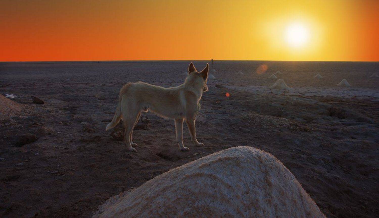 ...соль земли.... Автор: troofel , troofel