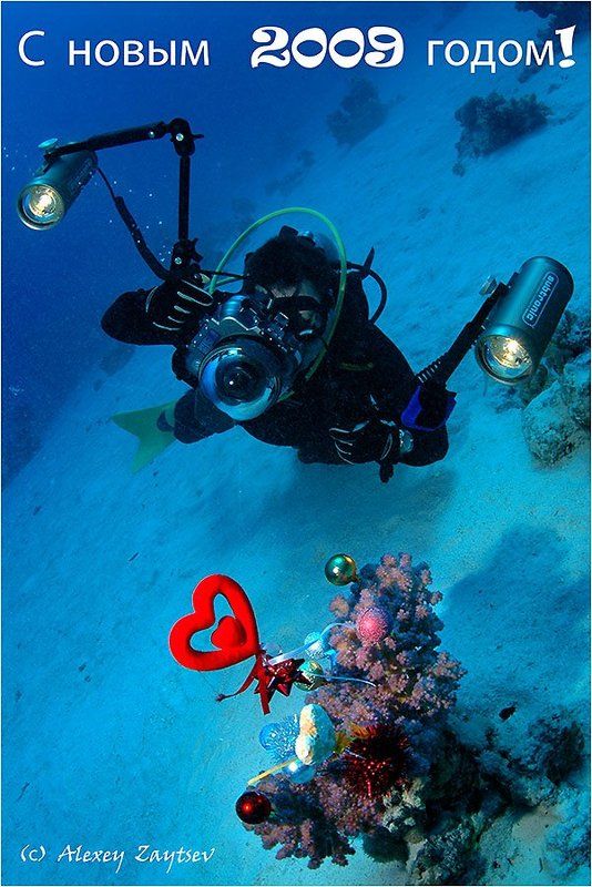зайцев, обучение, подводной, фотографии, красное, море Новогодняя открыткаphoto preview