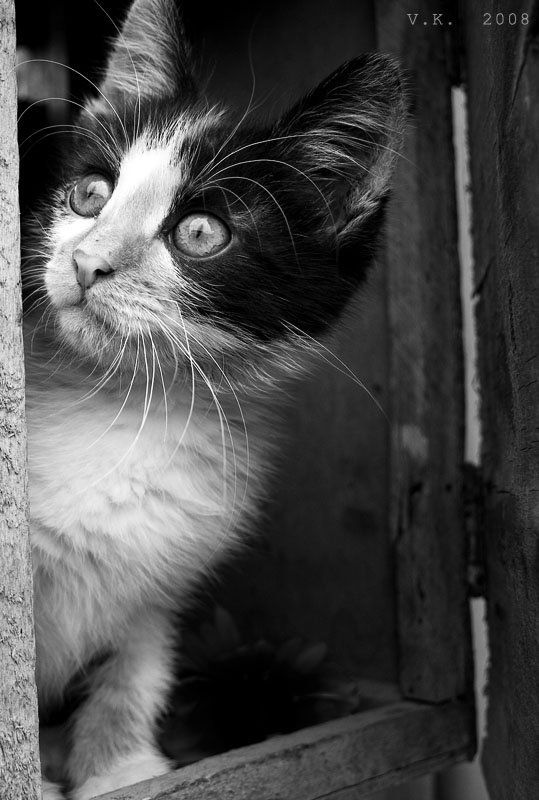 кто здесь? (ностальгия по котятам)))photo preview