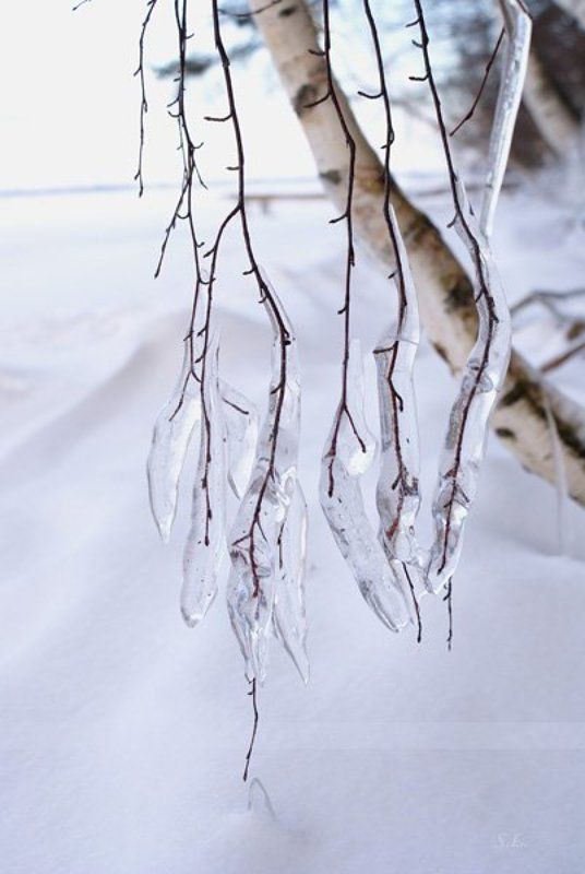 берёза, снег, льдинки Ледяные слёзкиphoto preview