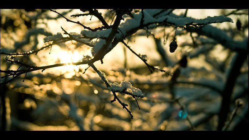 Слива.photo preview