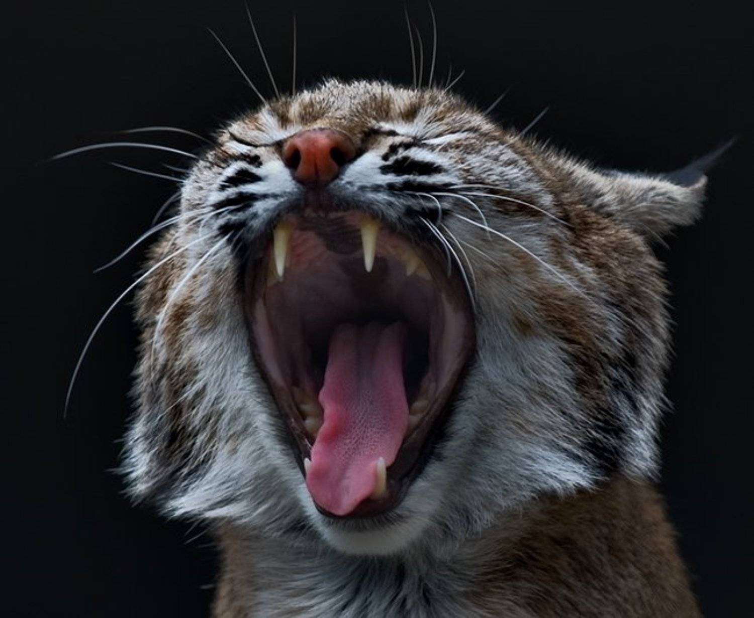 зверь,эмоция, Ольга Новикова