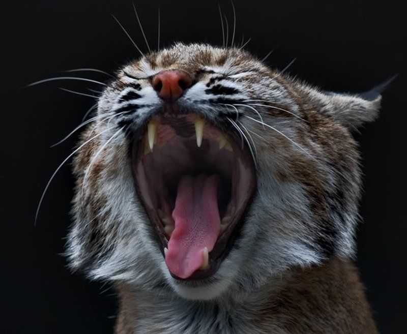 зверь,эмоция Смешная новогодняя история)photo preview