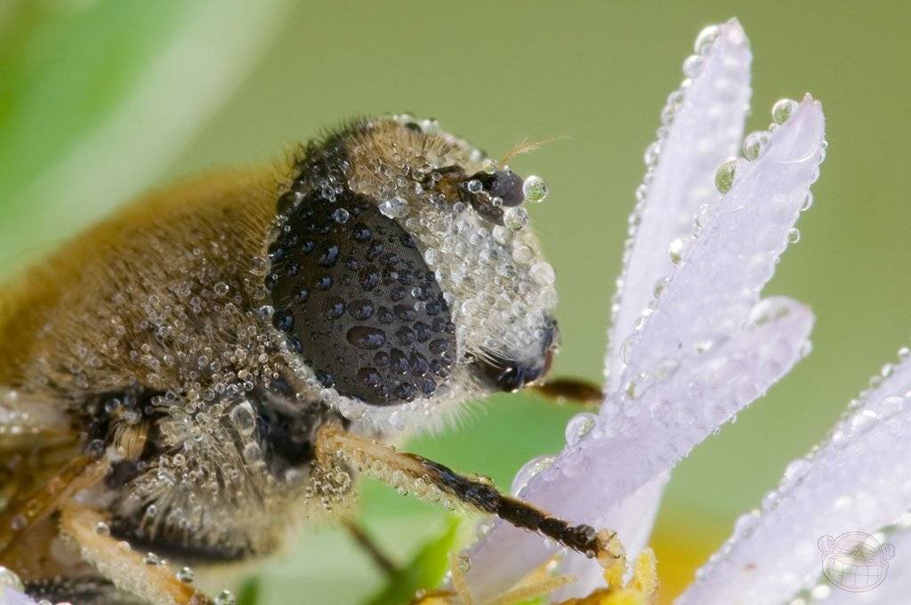 муха, fly, журчалка, макро, утро, роса, Amazon-san