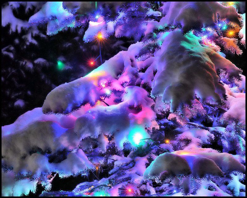 Маленькой ёлочке холодно зимойphoto preview