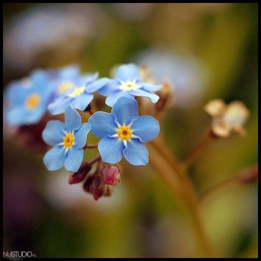 **m**. Автор: mikiham , mikiham