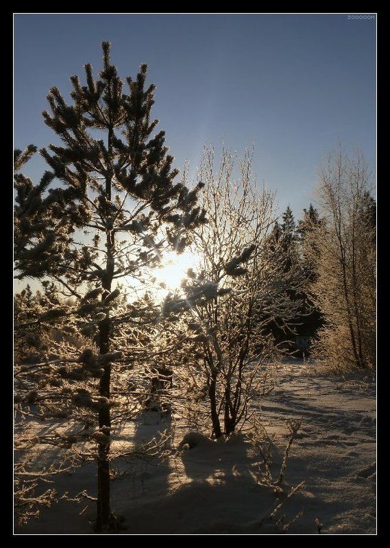 зима Морозное солнцеphoto preview