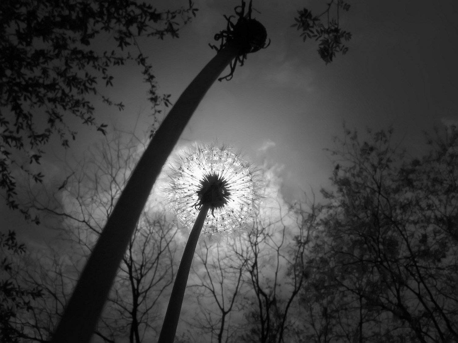 небо, солнце, ч/б, одуванчик, petlya