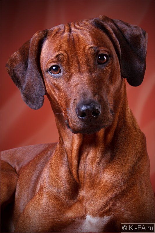 собака Собачий гламурphoto preview