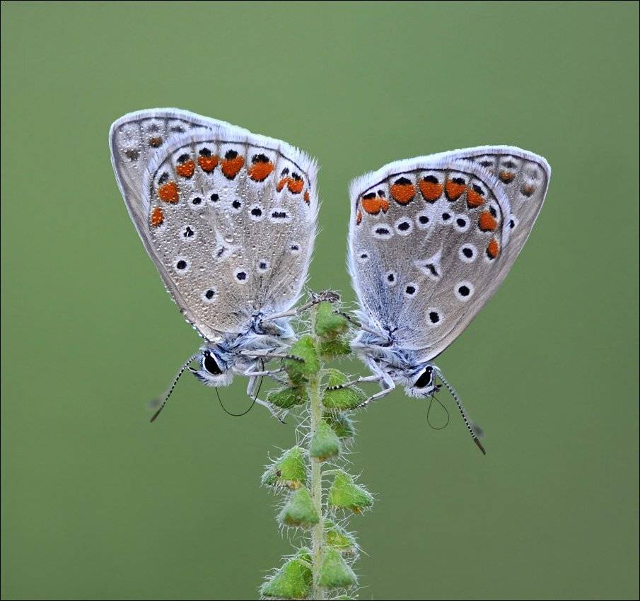 , Алена Шевцова