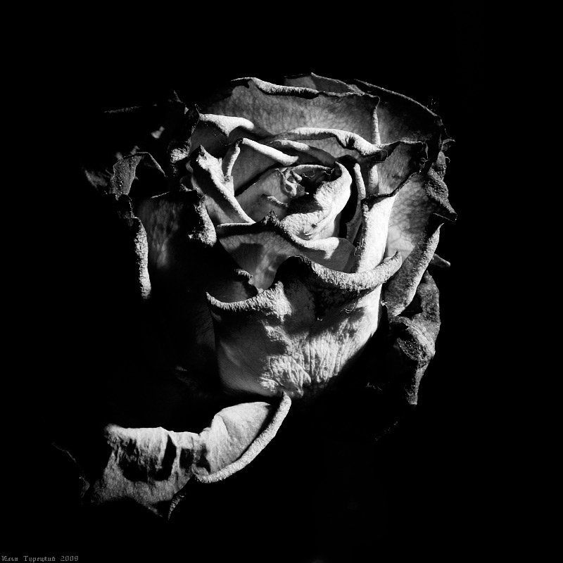 гербарий, из, чайной, розы Гербарий из чайной розыphoto preview