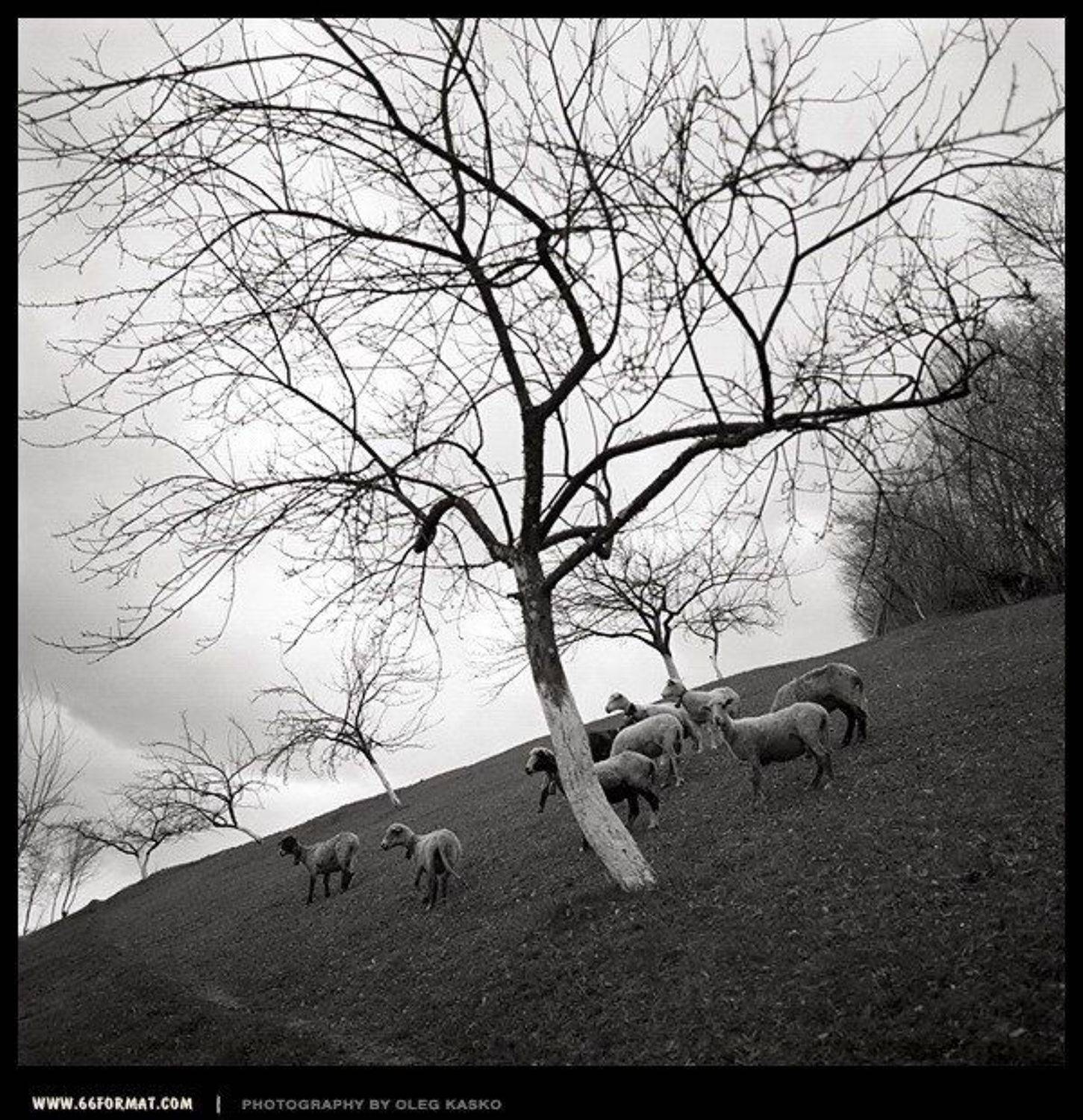 Овцы. Закарпатье.. Автор: Олег Касько travel, hasselblad, bw, чб, 6x6, mformat, Олег Касько