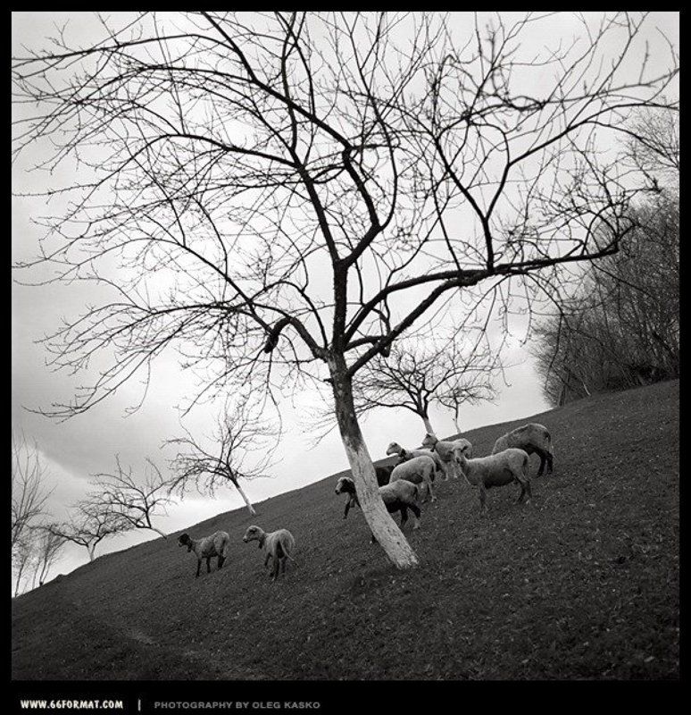 travel, hasselblad, bw, чб, 6x6, mformat Овцы. Закарпатье.photo preview