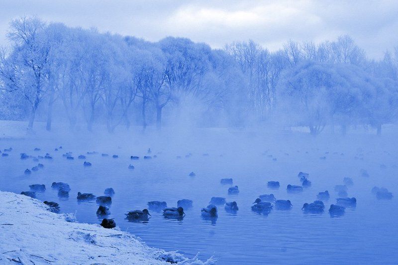 зима, холод, утки Трудные временаphoto preview