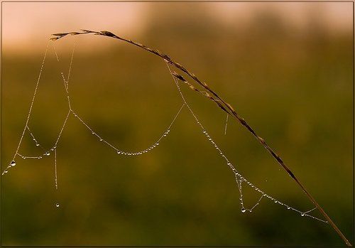 Утро августа