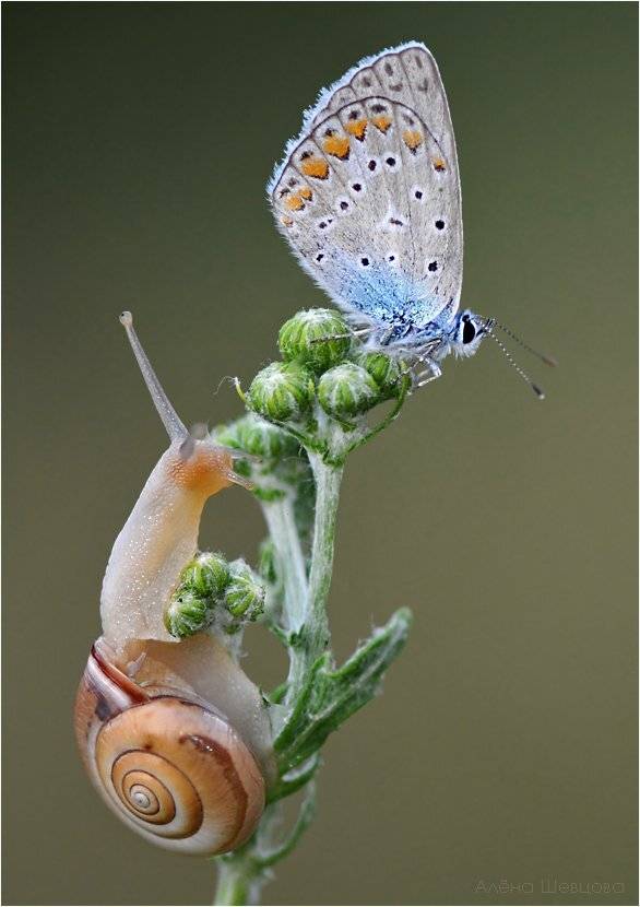 , Алена Шевцова