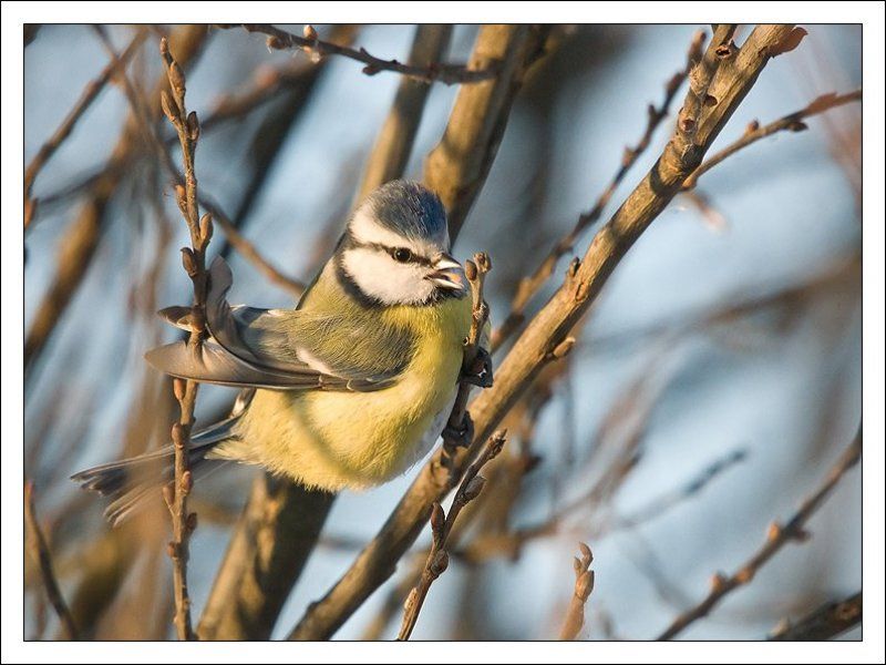 Ужин голубой синицыphoto preview