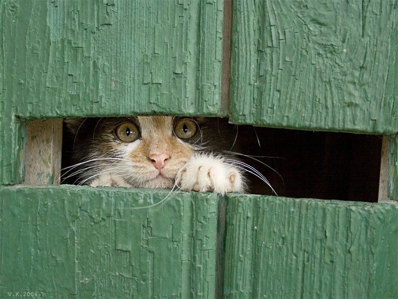 о дайте! дайте мне свободы! (ностальгия по котятам)photo preview