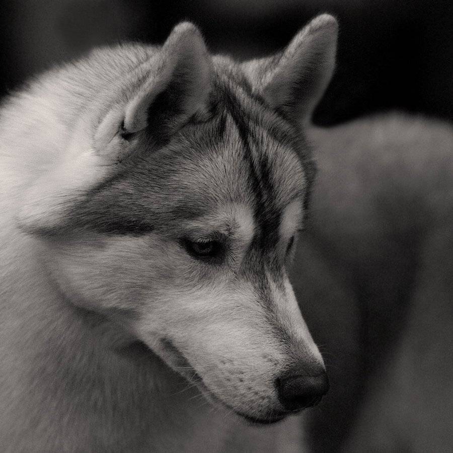 Собачий мачо. Автор: Borsov Michail , Borsov Michail