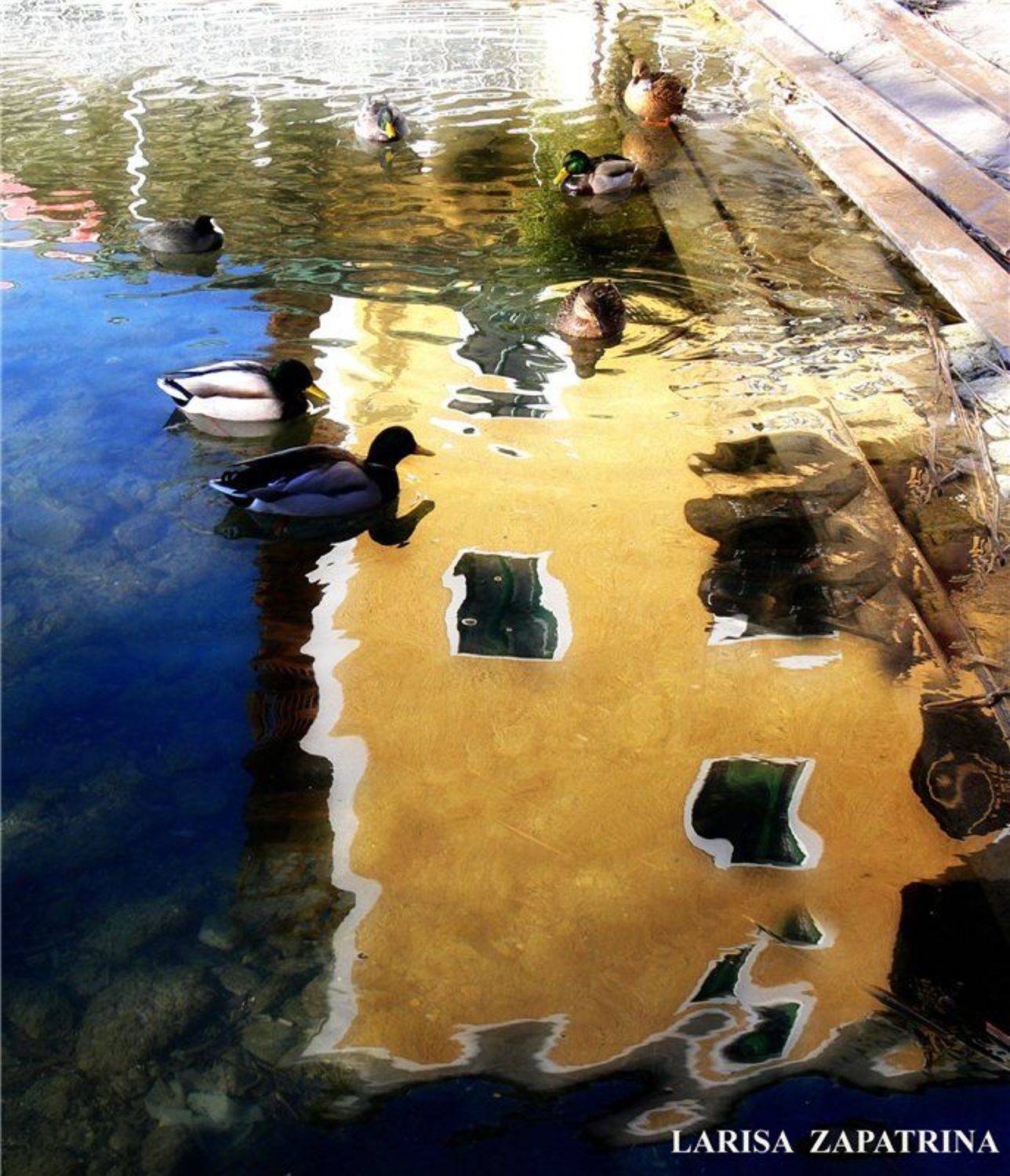 Озерный край. Автор: Лариса Запатрина wolfangsee, Лариса Запатрина