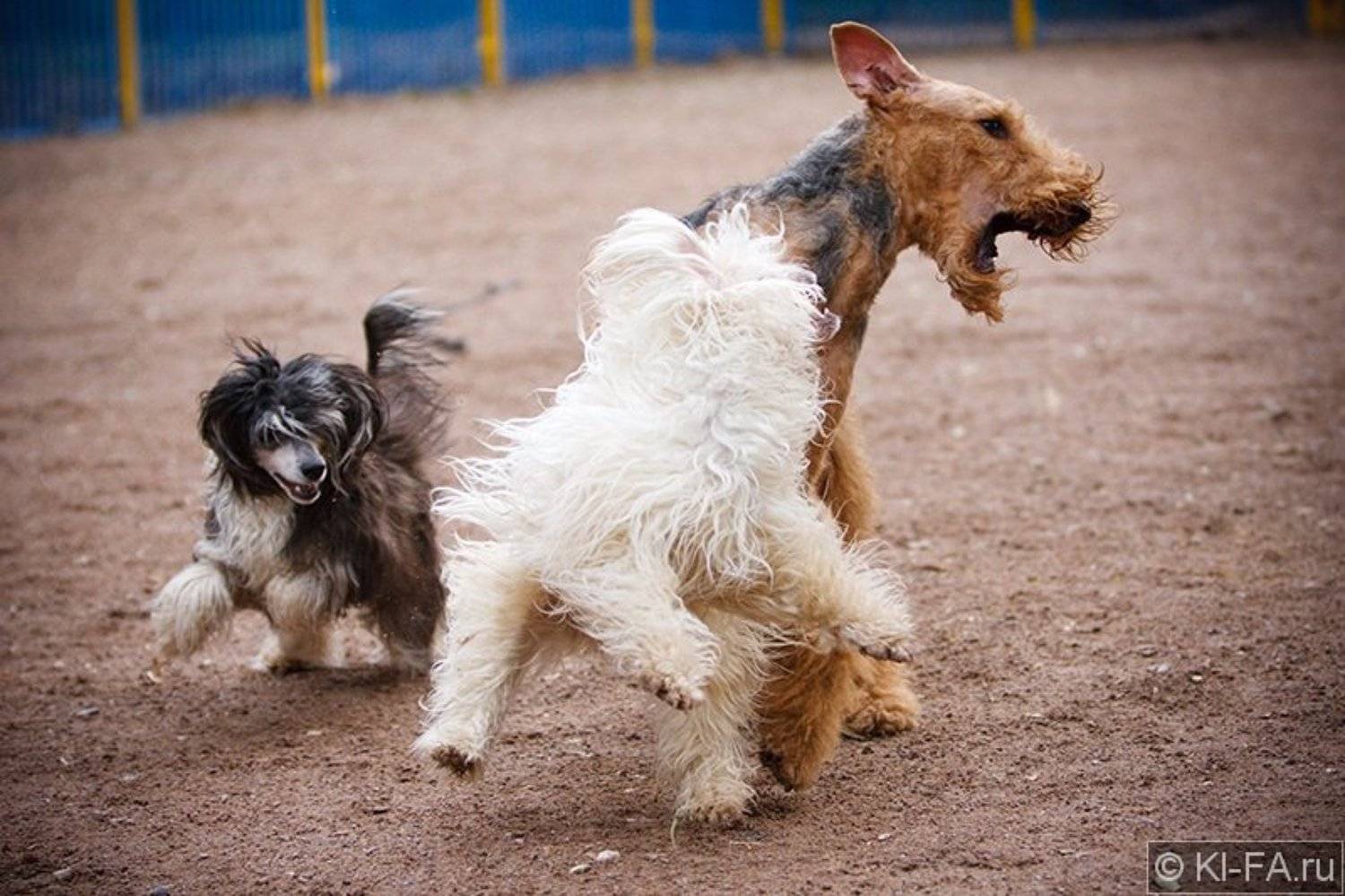 Кунг-фу. Автор: KI-FA.ru , KI-FA.ru