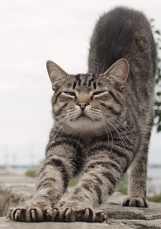 кот, усы, полоски, одесса, порт про полоски и усыphoto preview