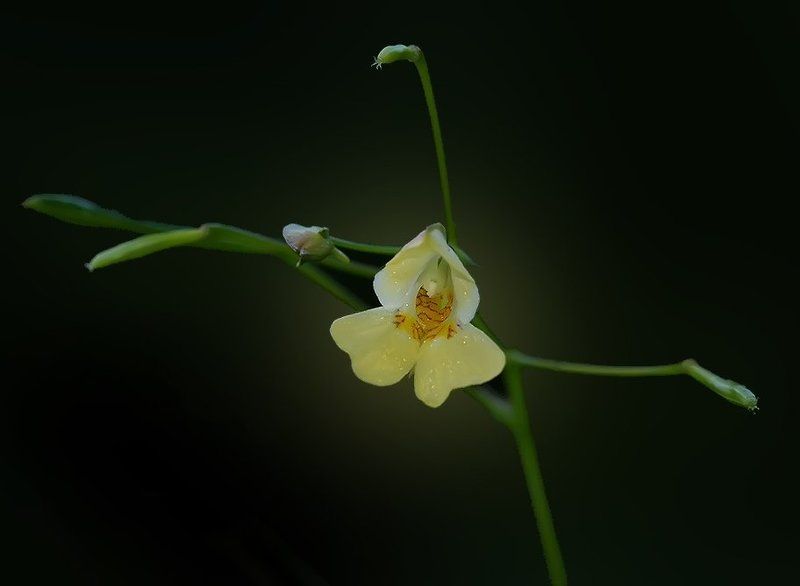 макро, цветок, недотрога, балерина, природа, флора Балеринаphoto preview