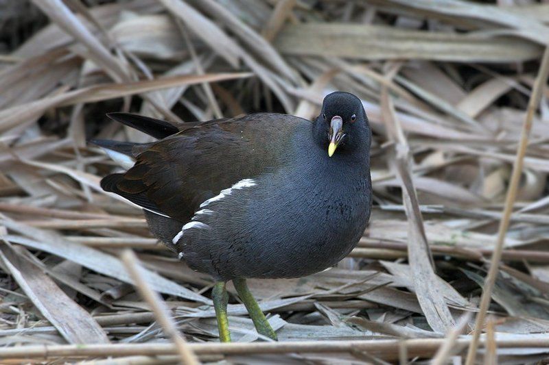 Модельphoto preview