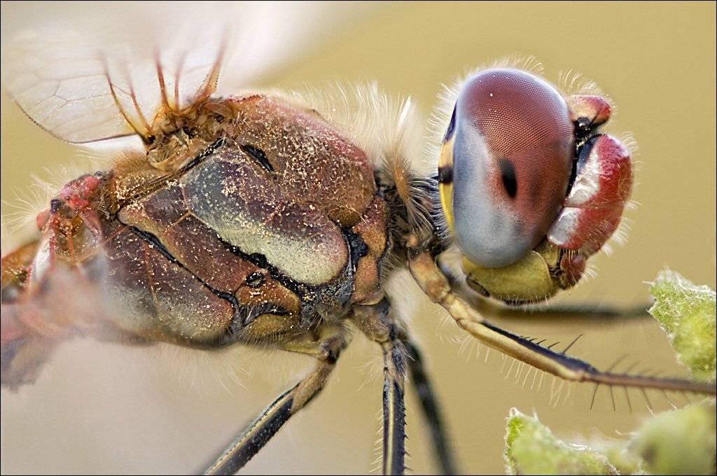 , Алена Шевцова