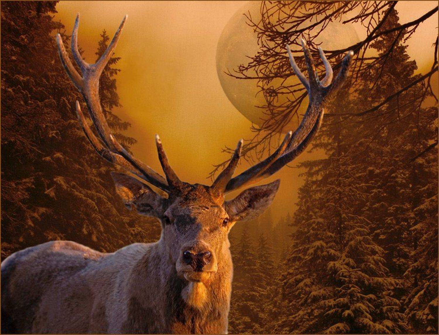 Зимняя сказка. Автор: lad_i_mir комп-арт, зтиа, лес, луна, ночь, олень, зимняя сказка, lad_i_mir, lad_i_mir