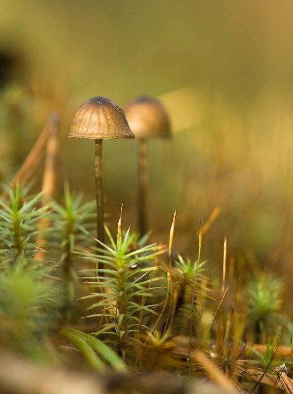 Пара... Автор: Юлия гриб, мох, Юлия