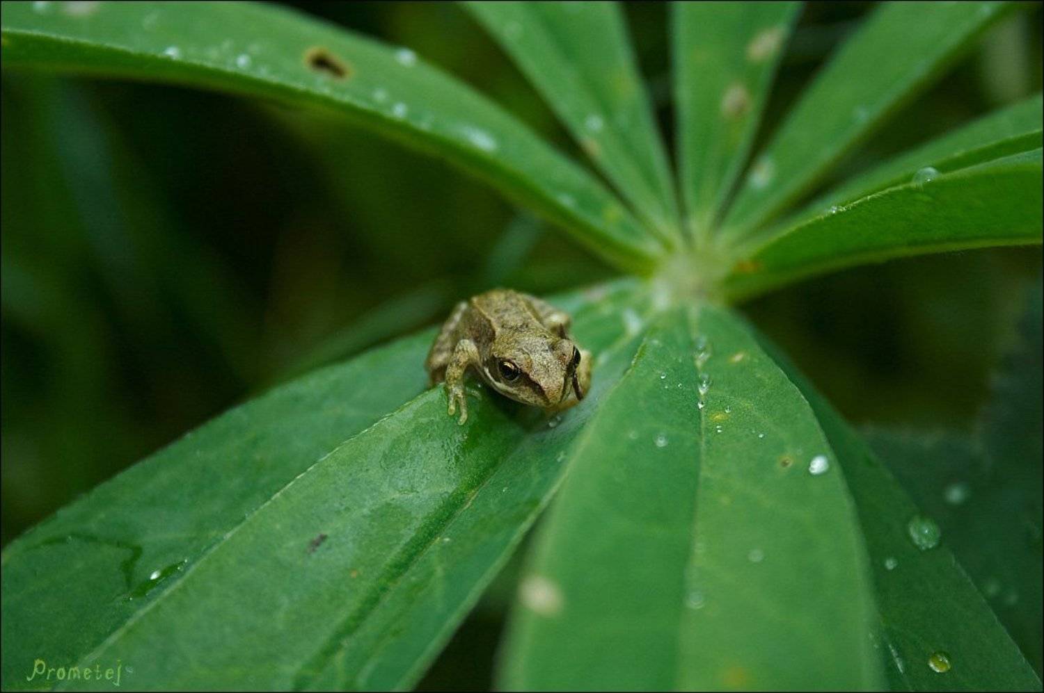 Детская фотосессия.. Автор: Prometej , Prometej
